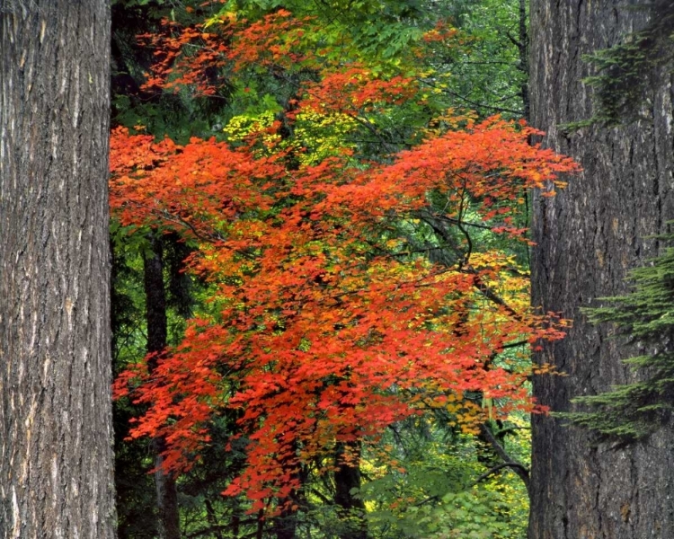 Picture of OR, MT HOOD NF VINE MAPLE AND DOUGLAS FIR TREES