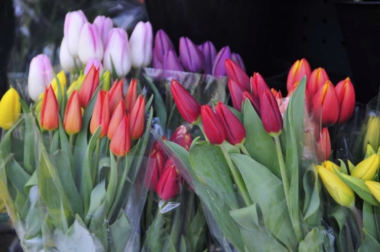 Picture of OR, PORTLAND BOUQUETS OF SPRING TULIPS FOR SALE