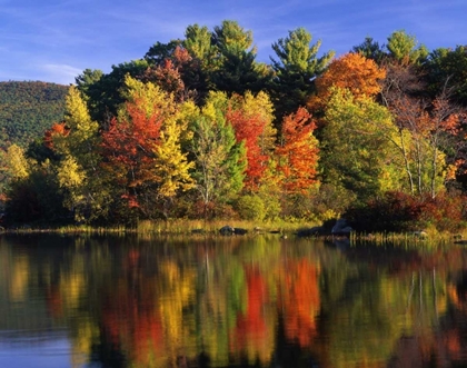 Picture of NH TREES IN AUTUMN REFLECTING IN LAKE KANASATKA