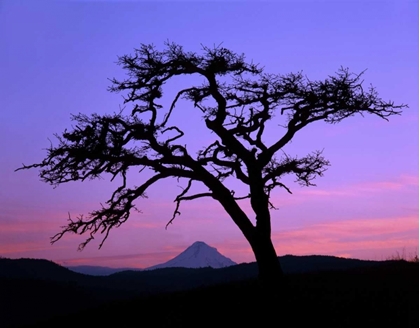 Picture of OR, COLUMBIA GORGE, PINE TREE FRAMING MOUNT HOOD