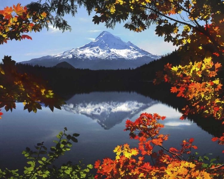 Picture of OR, MT HOOD NF MT HOOD FROM LOST LAKE IN FALL