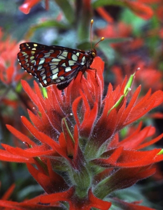 Picture of OR, MT HOOD NF CHECKERSPOT BUTTERFLY ON FLOWER
