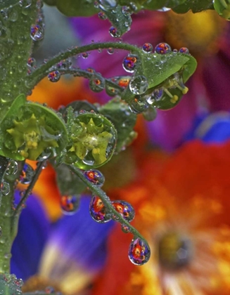 Picture of OR, MULTNOMAH CO, GARDEN FLOWERS REFLECT IN DEW