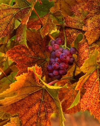 Picture of OR, WILLAMETTE VALLEY, PINOT NOIR GRAPES IN FALL