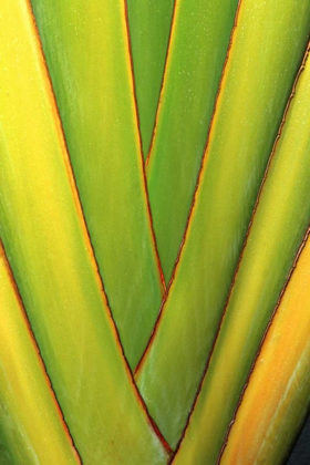Picture of USA, HAWAII, BIG ISLAND TROPICAL PLANT ABSTRACT