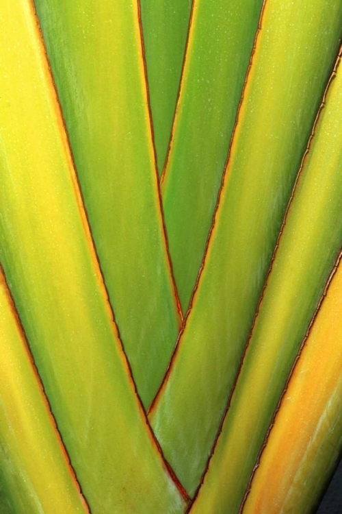 Picture of USA, HAWAII, BIG ISLAND TROPICAL PLANT ABSTRACT