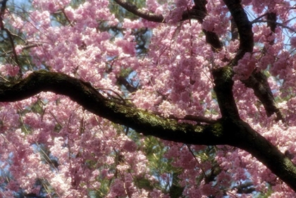 Picture of JAPAN, TOKYO CHERRY BLOSSOMS IN BLOOM IN SPRING