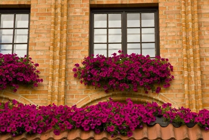 Picture of POLAND, GDANSK WINDOW BOXES WITH PURPLE PETUNIAS