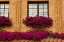 Picture of POLAND, GDANSK WINDOW BOXES WITH PURPLE PETUNIAS