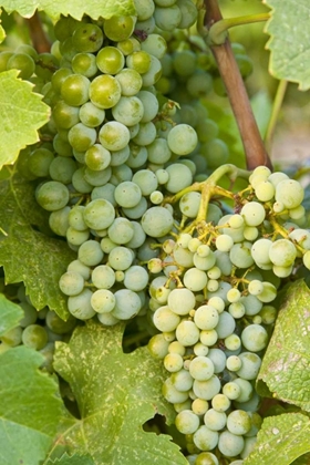 Picture of WA, QUINCY DETAIL OF SEMILLON GRAPES IN VINEYARD