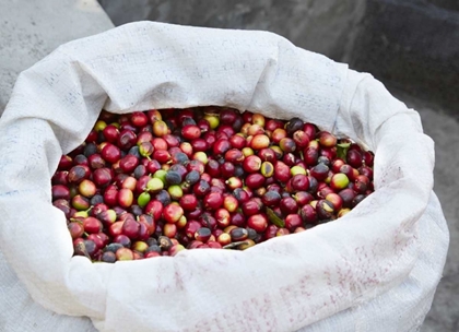 Picture of MEXICO, SIERRA MADRE MTS RAW COFFEE BEANS IN BAG