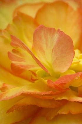 Picture of BEGONIA CLOSE-UP