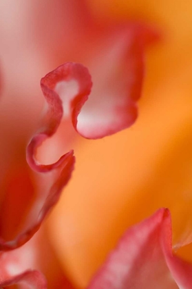 Picture of FLOWER PETAL EDGES