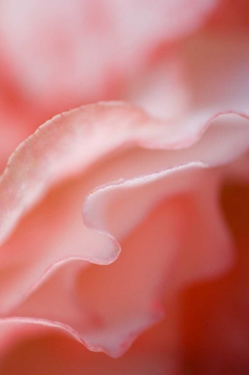 Picture of FLOWER PETAL EDGES