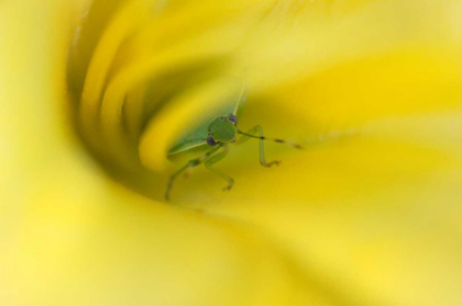 Picture of SHIELD BUG IN LILY