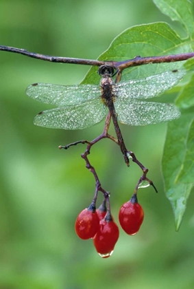 Picture of DRAGONFLY ON BRANCH