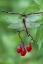 Picture of DRAGONFLY ON BRANCH
