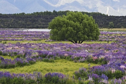 Picture of NEW ZEALAND, SOUTH ISLAND LUPINE AND TREE