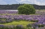 Picture of NEW ZEALAND, SOUTH ISLAND LUPINE AND TREE