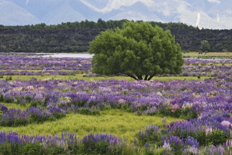 Picture of NEW ZEALAND, SOUTH ISLAND LUPINE AND TREE