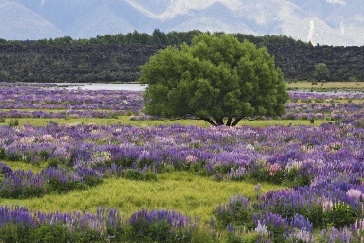 Picture of NEW ZEALAND, SOUTH ISLAND LUPINE AND TREE