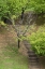 Picture of ASIA, JAPAN, HEGURI-CHO STAIRWAY IN A PARK