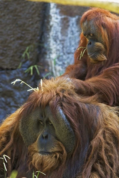 Picture of CALIFORNIA, SACRAMENTO SUMATRAN ORANGUTANS