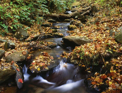 Picture of GEORGIA, CHEROKEE NF SMALL CREEK IN AUTUMN