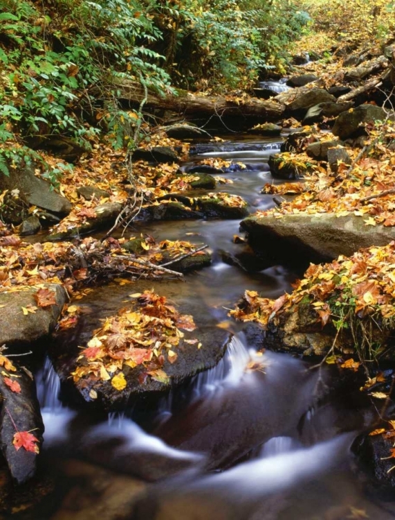 Picture of GEORGIA, CHEROKEE NF SMALL CREEK IN AUTUMN