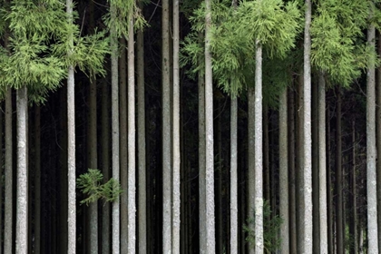 Picture of JAPAN, NARA, SONI PLATEAU CEDAR TREE GROVE