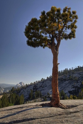Picture of CA, YOSEMITE SOLITARY TREE GROWS FROM ROCK