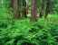 Picture of MT, KOOTENAI NF, LUSH FERNS AND CEDAR TREES