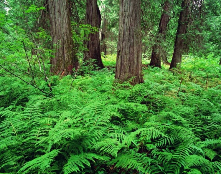 Picture of MT, KOOTENAI NF, LUSH FERNS AND CEDAR TREES