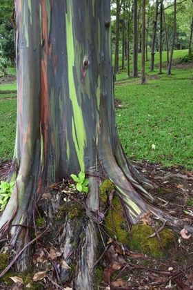 Picture of HAWAII, KAUAI COLORFUL EUCALYPTUS TREE BARK