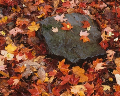 Picture of PENNSYLVANIA FOREST FLOOR IN WORLDS END SP