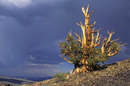 Picture of CALIFORNIA, WHITE MTS BRISTLECONE PINE TREE