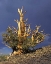 Picture of CALIFORNIA, WHITE MTS BRISTLECONE PINE TREE