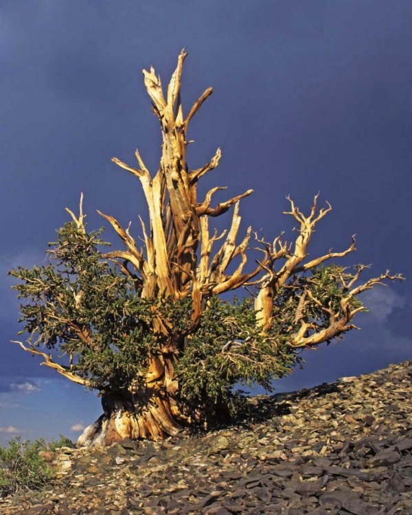 Picture of CALIFORNIA, WHITE MTS BRISTLECONE PINE TREE