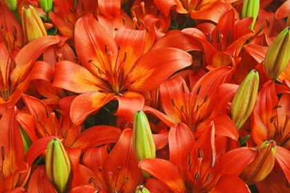 Picture of HOLLAND, LISSE ORANGE LILIES IN THE GARDENS