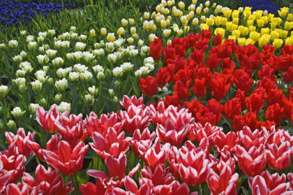 Picture of NETHERLANDS, LISSE TULIPS AND OTHER FLOWERS