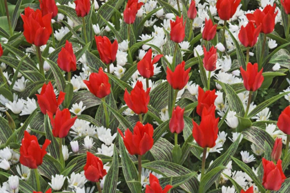 Picture of NETHERLANDS, LISSE TULIPS AND OTHER FLOWERS