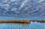 Picture of VIRGINIA CLOUDY SCENIC ON CHINCOTEAGUE ISLAND