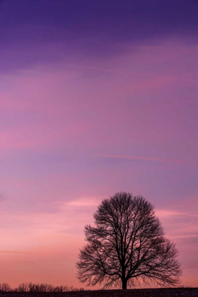 Picture of PENNSYLVANIA, KING OF PRUSSIA TREE AT SUNRISE