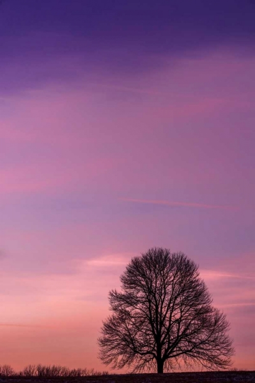 Picture of PENNSYLVANIA, KING OF PRUSSIA TREE AT SUNRISE