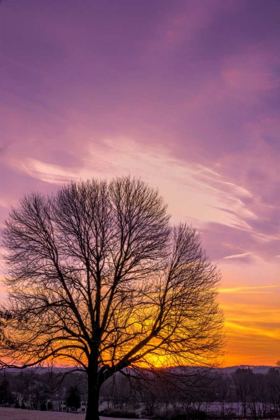 Picture of PENNSYLVANIA, KING OF PRUSSIA TREE AT SUNRISE