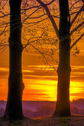 Picture of PENNSYLVANIA, KING OF PRUSSIA TREE AT SUNRISE