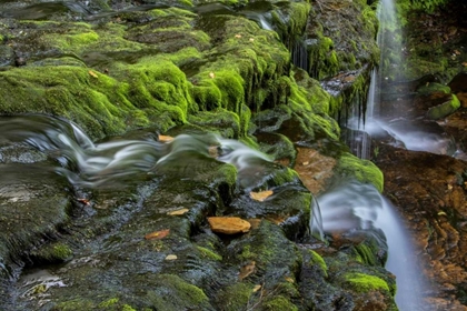 Picture of PENNSYLVANIA, RICKETTS GLEN SP FLOWING STREAM