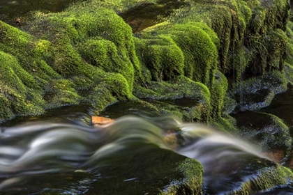 Picture of PENNSYLVANIA, RICKETTS GLEN SP FLOWING STREAM