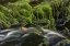 Picture of PENNSYLVANIA, RICKETTS GLEN SP FLOWING STREAM