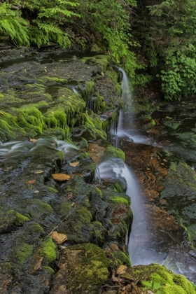 Picture of PENNSYLVANIA, RICKETTS GLEN SP FLOWING STREAM